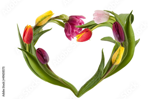 Fototapeta Naklejka Na Ścianę i Meble -  Tulpenherz