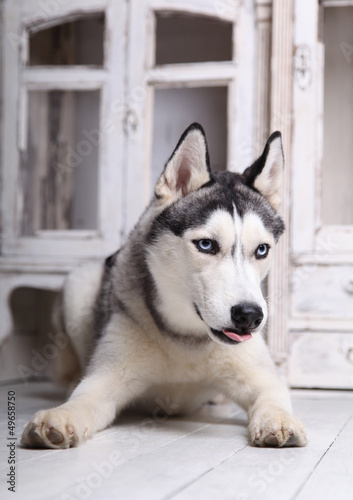 Siberian Husky