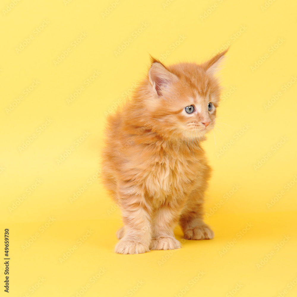 Maine Coon kitten on a yellow background
