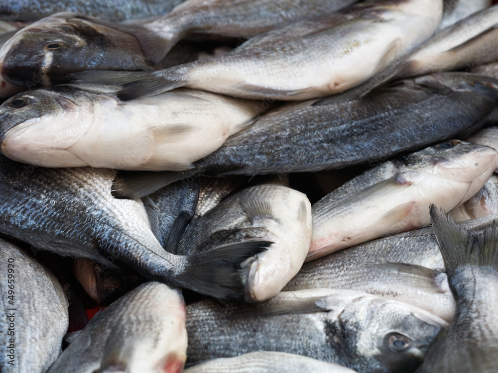 Obraz premium Sea Bream