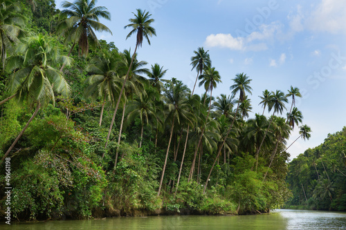 Tropical river with palm trees