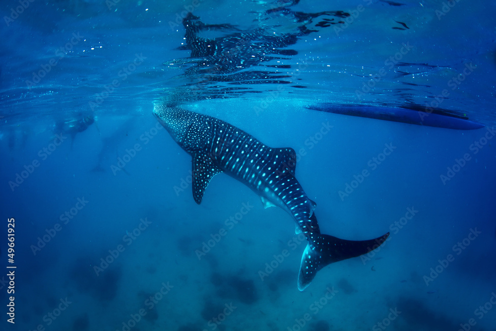 Fototapeta premium Whale shark