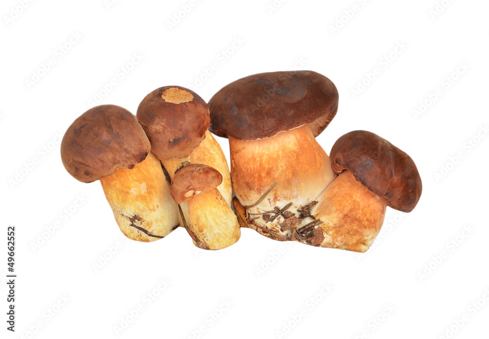 Boletus edulis mushroom, isolated on white background Boletus edulis mushroom, isolated on white background