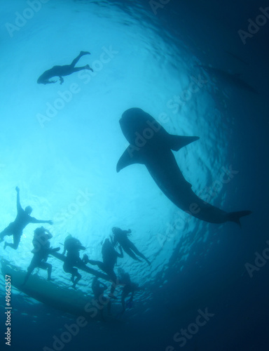 Whale shark