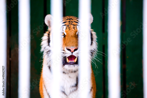 Fototapeta Naklejka Na Ścianę i Meble -  tiger in the cage