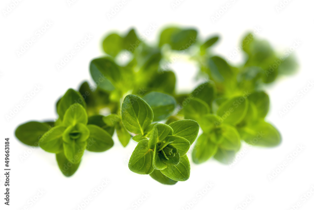 Thyme Isolated Thyme Isolated