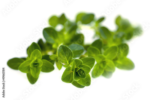 Thyme Isolated