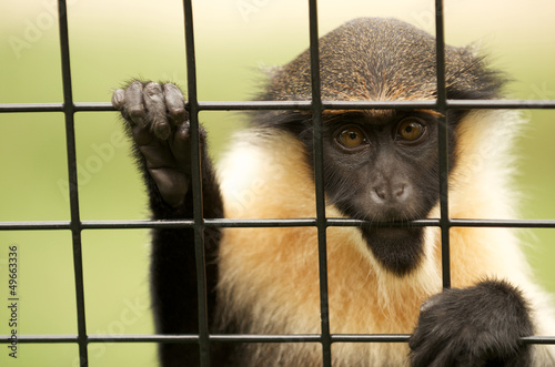 Photography The vervet monkey caged in a zoo.