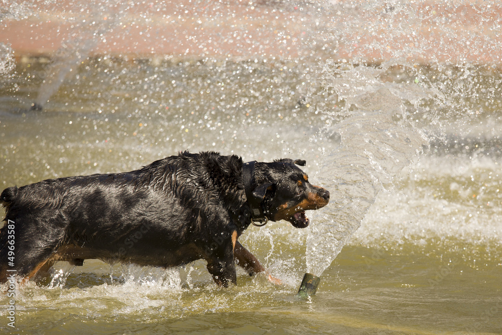 Happy Rottweiler Playing in the Water Fountain Happy Rottweiler Playing in the Water Fountain
