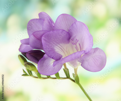 Fototapeta Naklejka Na Ścianę i Meble -  Purple freesia flower, on green background