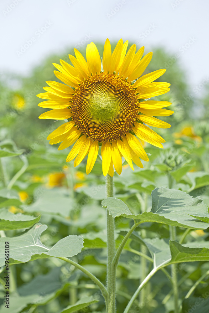 Sunflowers Sunflowers