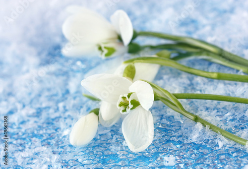 Bouquet of snowdrop flowers  on snow background