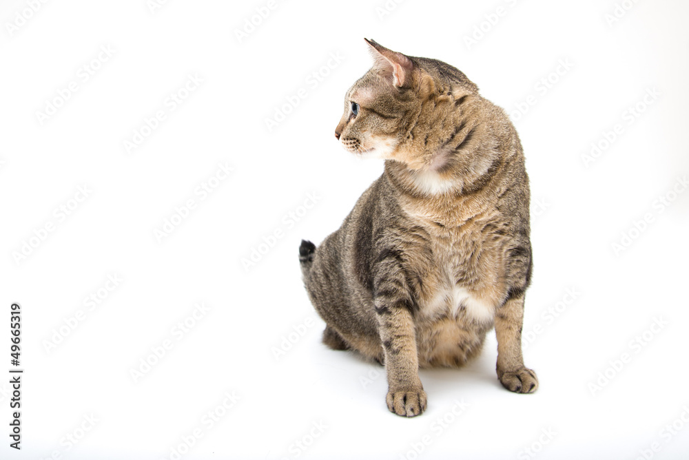 Studio shot of Standing Thai Fat Cat