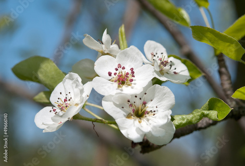 flowering of pear