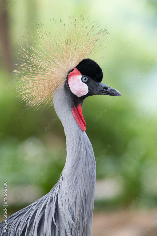 Fototapeta premium Grey Crowned Crane
