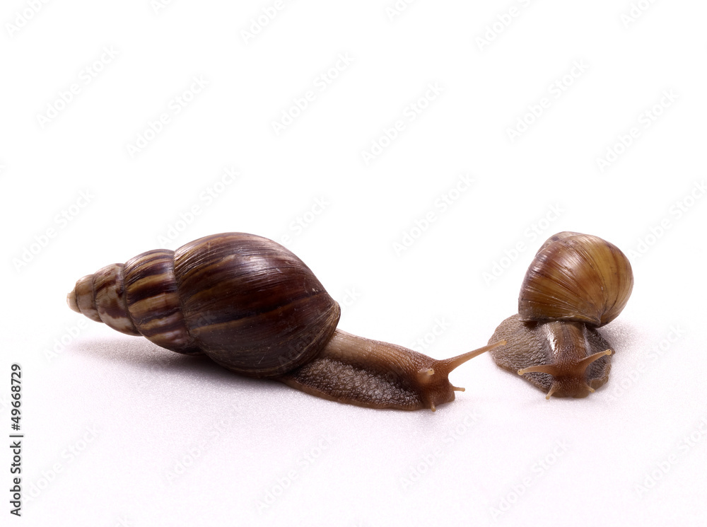 snail snail