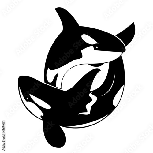 Vector image of an whale on white background