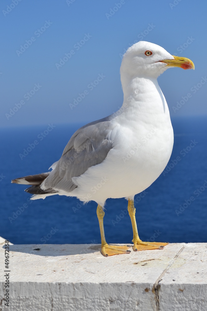 Fototapeta premium goeland