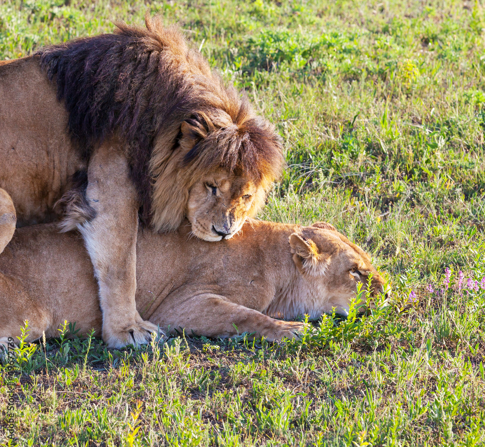 Lion Lion