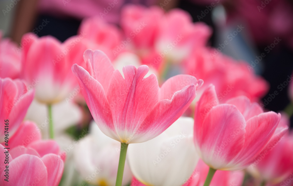 Pink colors tulip Pink tulips with shallow depth of focus