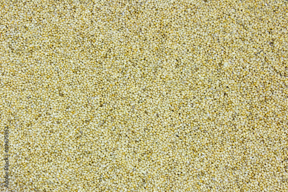 sesame grain seed full frame closeup sesame grain seed full frame closeup