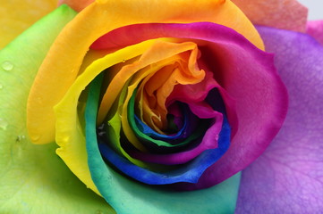Fototapete Macro Regenbogenrose im farbenfrohen Detail  © fullempty