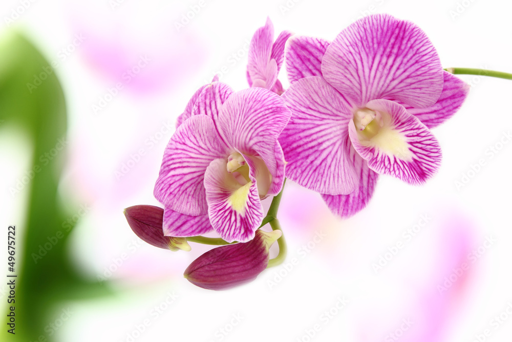 Obraz premium Orchid.