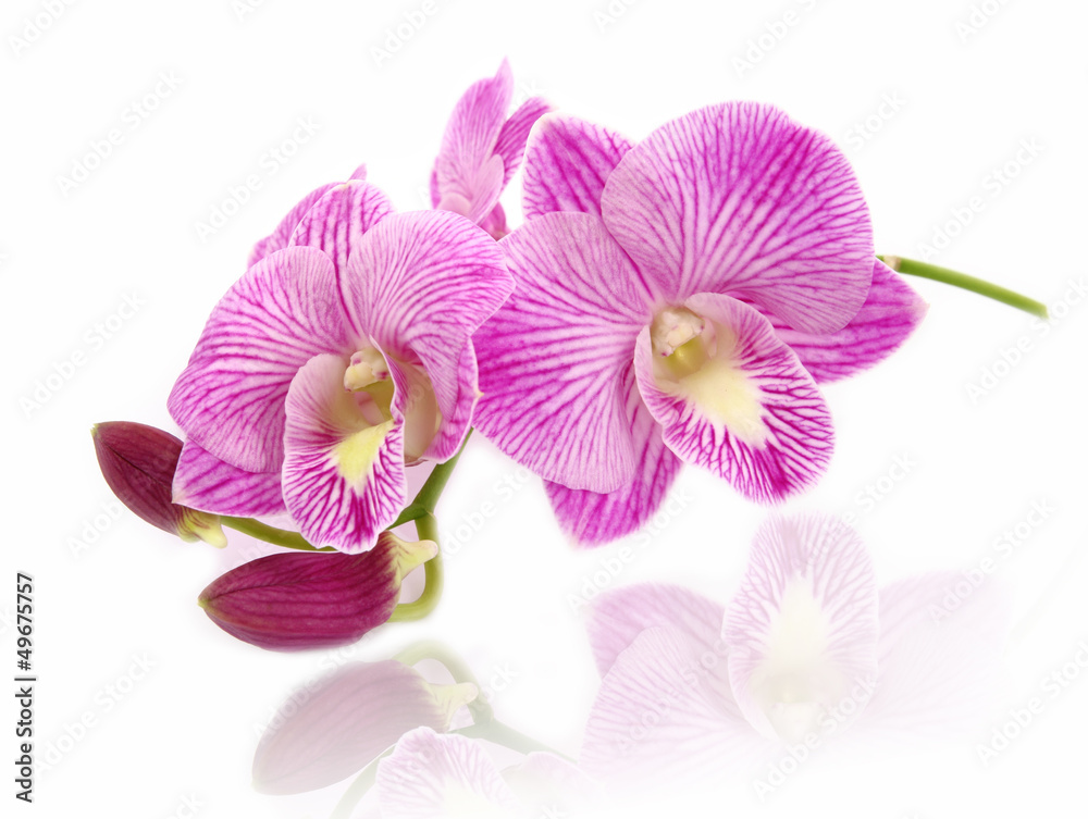 Fototapeta premium Orchid.