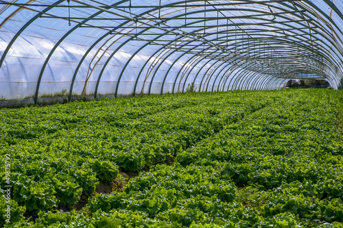 Canvas Print Interior of Greenhouse for salad cultivation