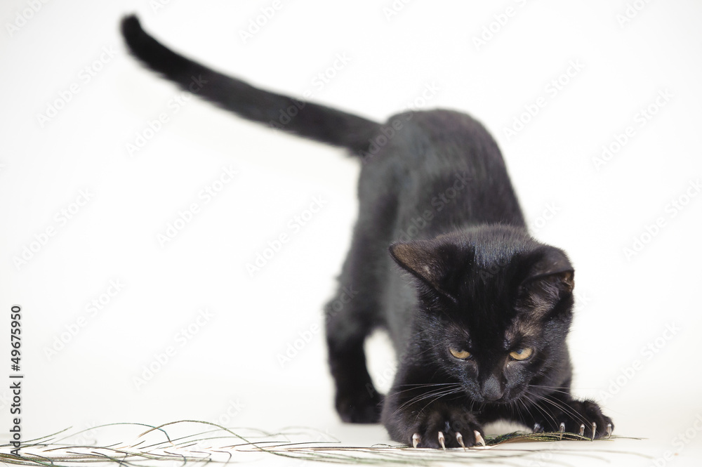 Schwarze Katze mit Krallen Photos