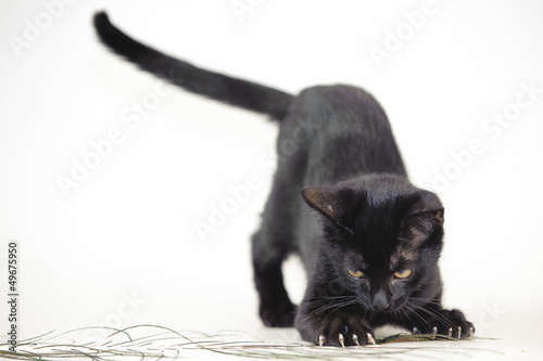 Schwarze Katze mit Krallen