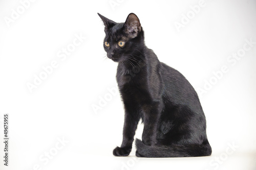 Schwarze Katze photo