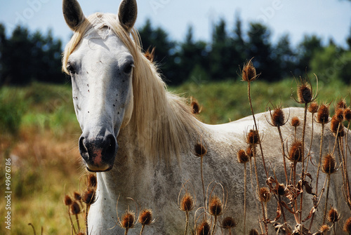 horse wild of camargue