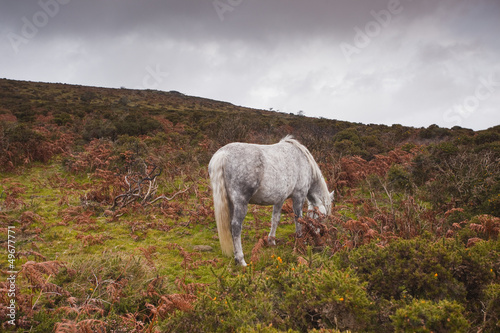 A horse in the heathland of Dartmoor.