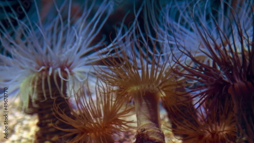 Sea anemones on the tank photo