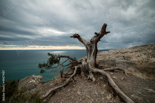 Picturesque landscape of snag against of scenic sky and sea