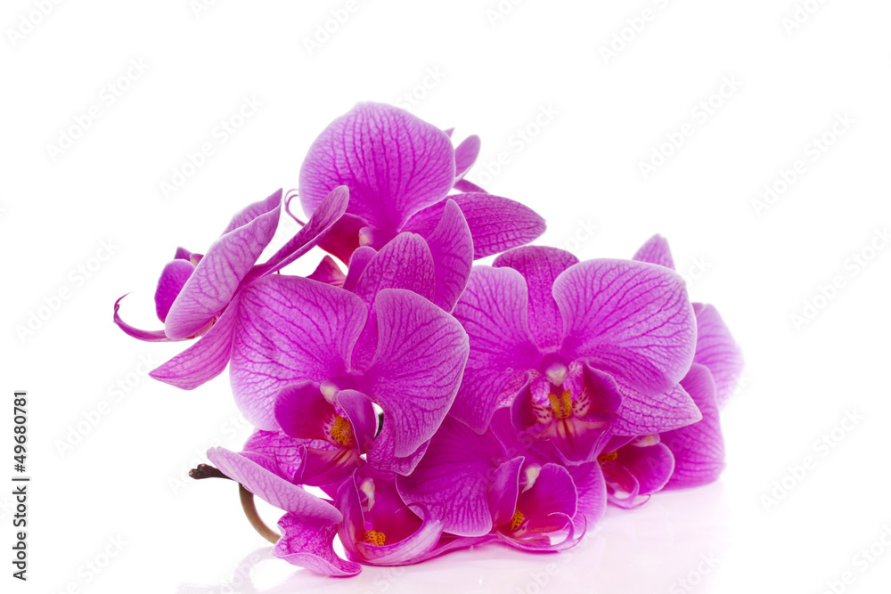 Obraz premium Phalaenopsis flowers