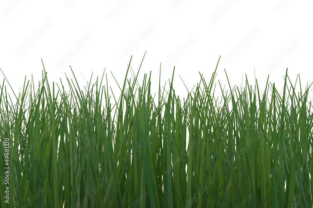Wild Grass Wild Grass