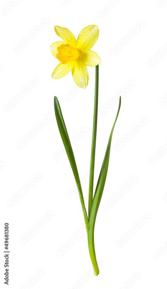 Yellow daffodil on white background - obrazy, fototapety, plakaty 