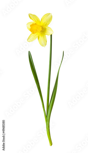 Vászonkép Yellow daffodil on white background