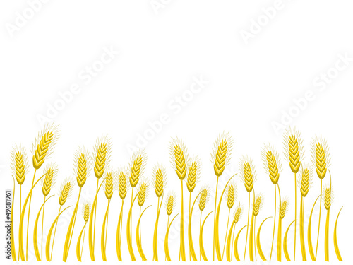 Wheat background with place for text