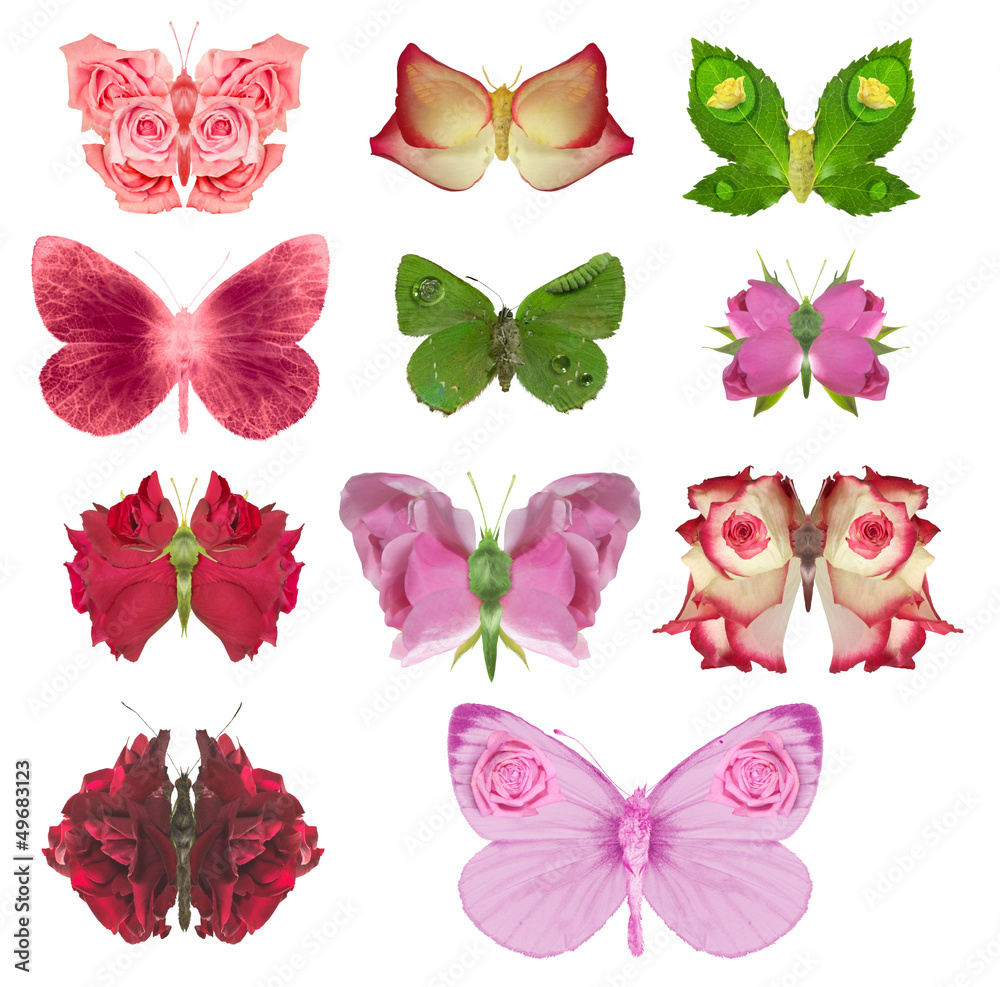 Rose butterfly collection