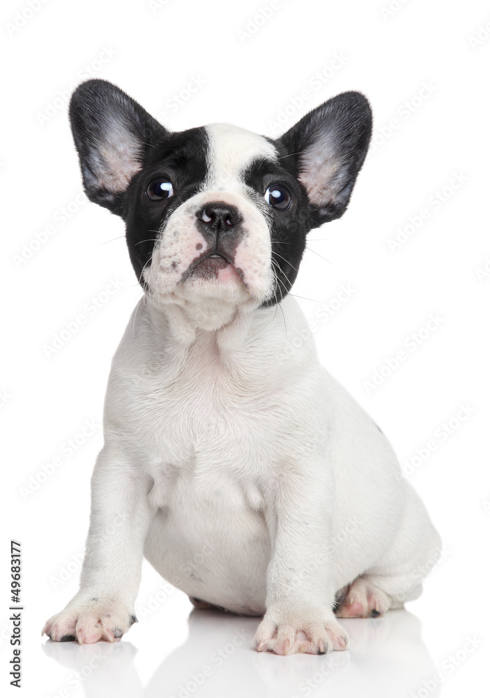 French bulldog puppy
