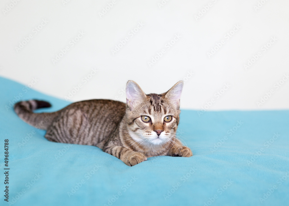 Kitten Kitten