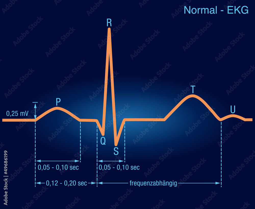 EKG-Kurve / normale Stock Vector | Adobe Stock