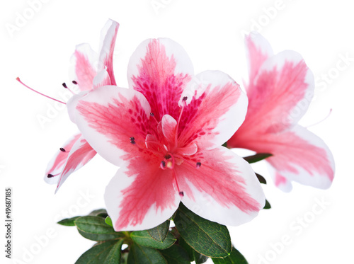 azalea flower