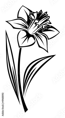 Black silhouette of narcissus flower. Vector illustration.