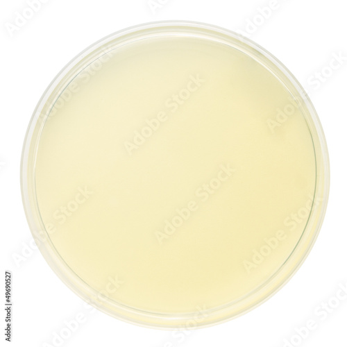 blank petri dish isolated on white