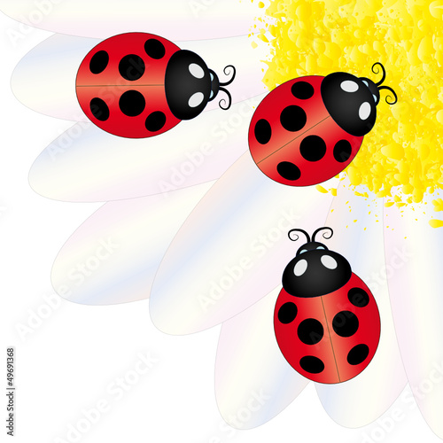 Marienkäfer auf Blume
