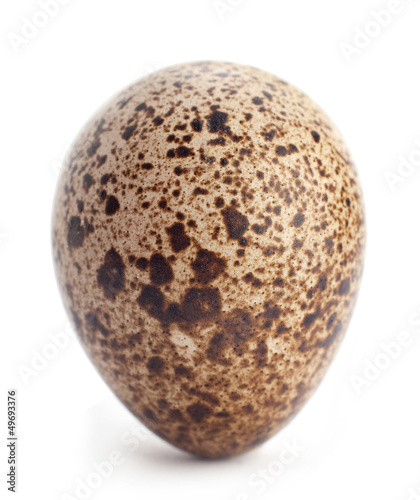 Quail egg closeup